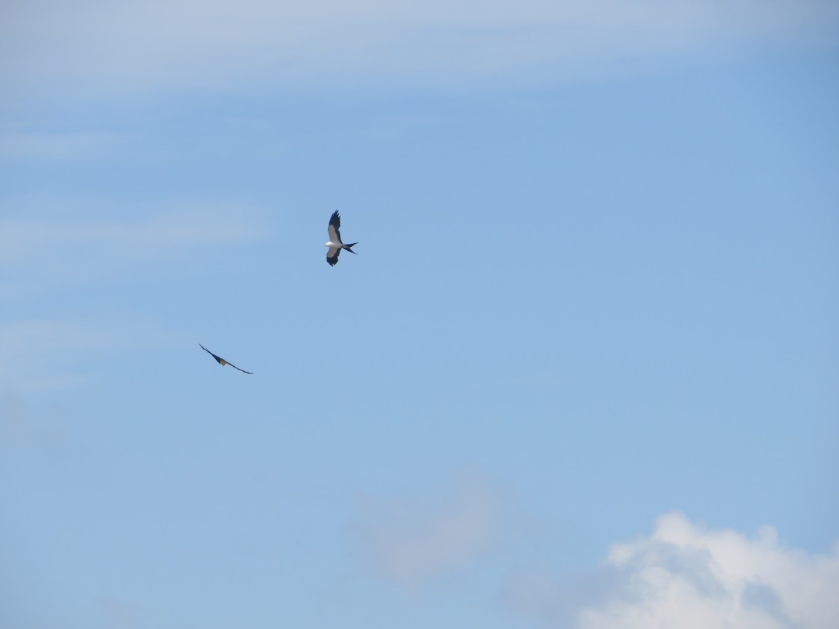 Swallow-tailed Kite - ML619948842