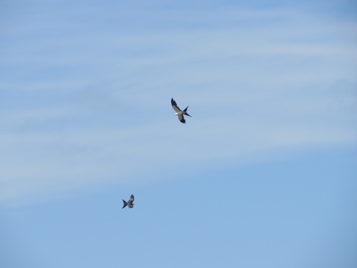Swallow-tailed Kite - ML619948843