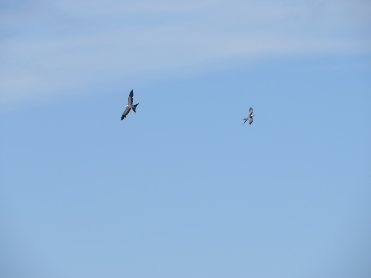 Swallow-tailed Kite - ML619948844