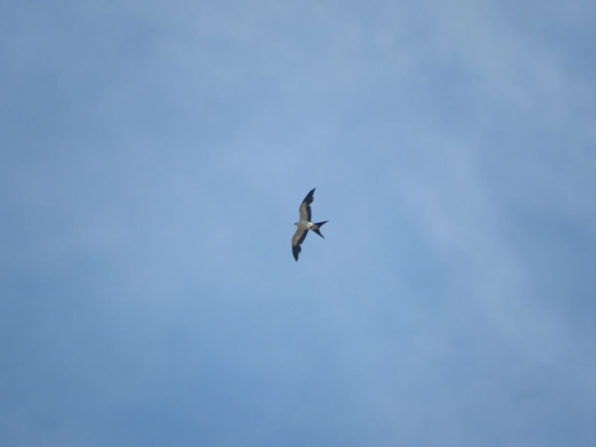 Swallow-tailed Kite - ML619948845