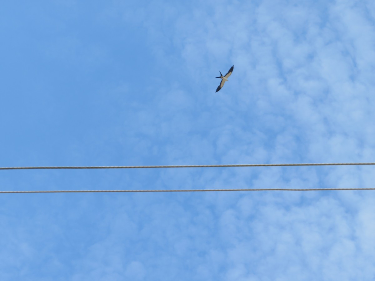 Swallow-tailed Kite - ML619948847