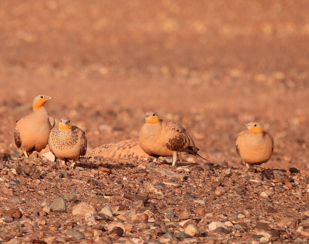 Spotted Sandgrouse - ML619948848