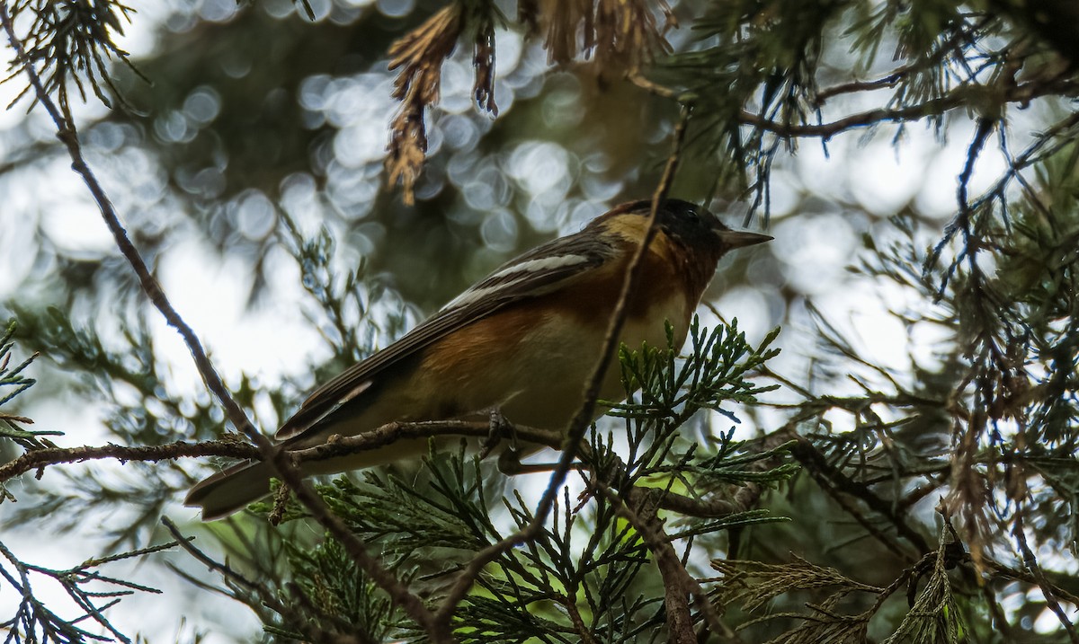 Bay-breasted Warbler - ML619948851