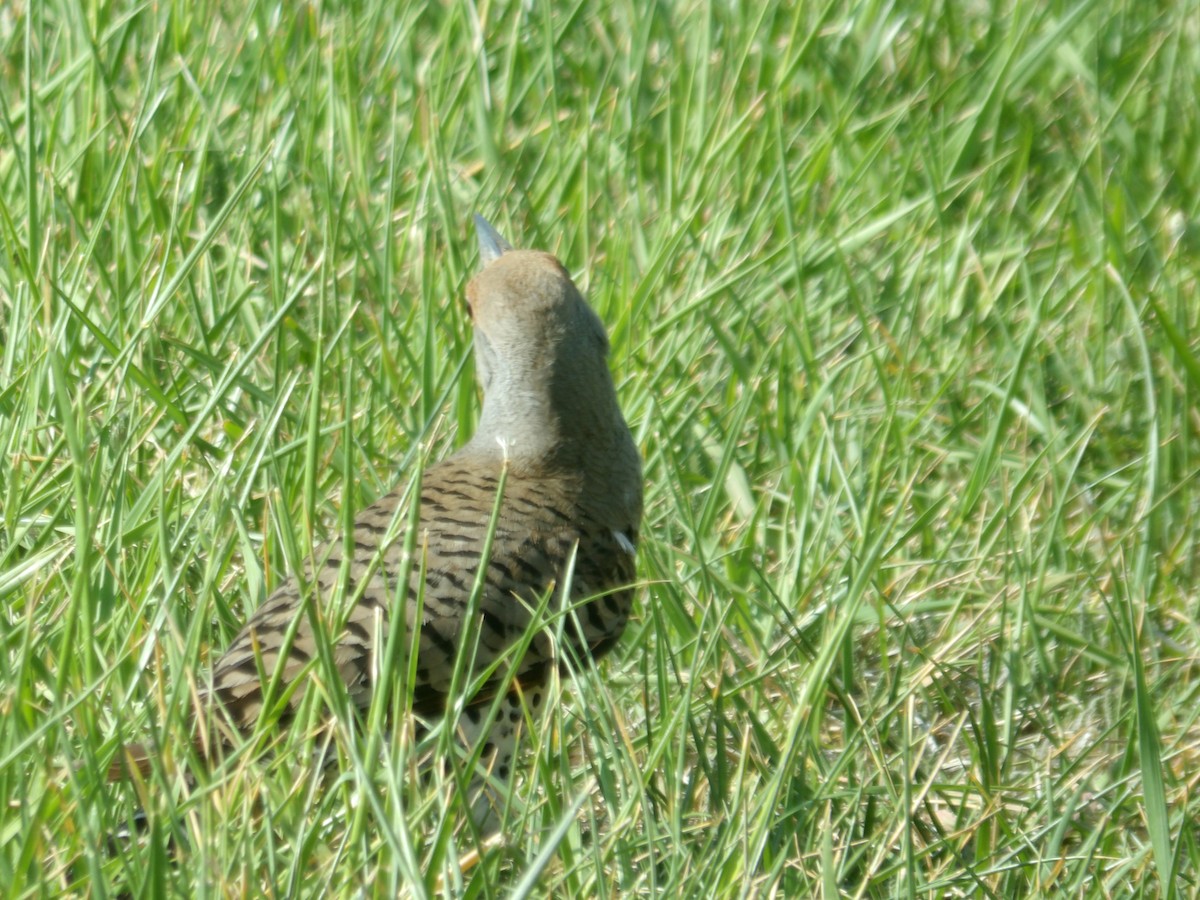 Northern Flicker - ML619948857