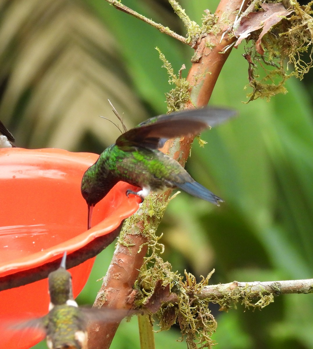 kolibřík andský - ML619948860