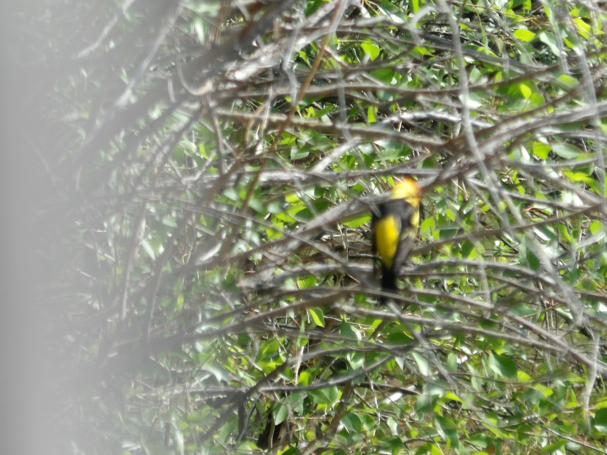Western Tanager - ML619948864