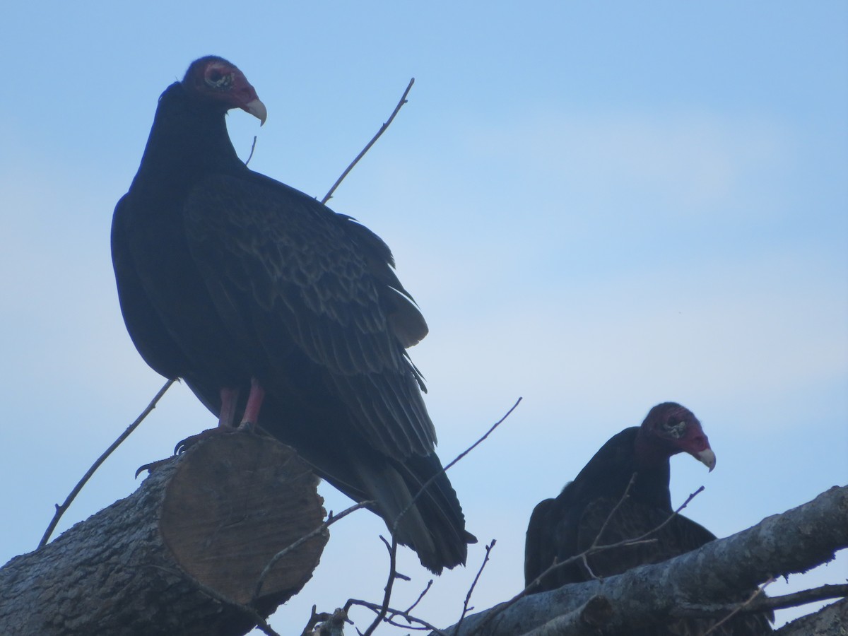 Turkey Vulture - ML619948866