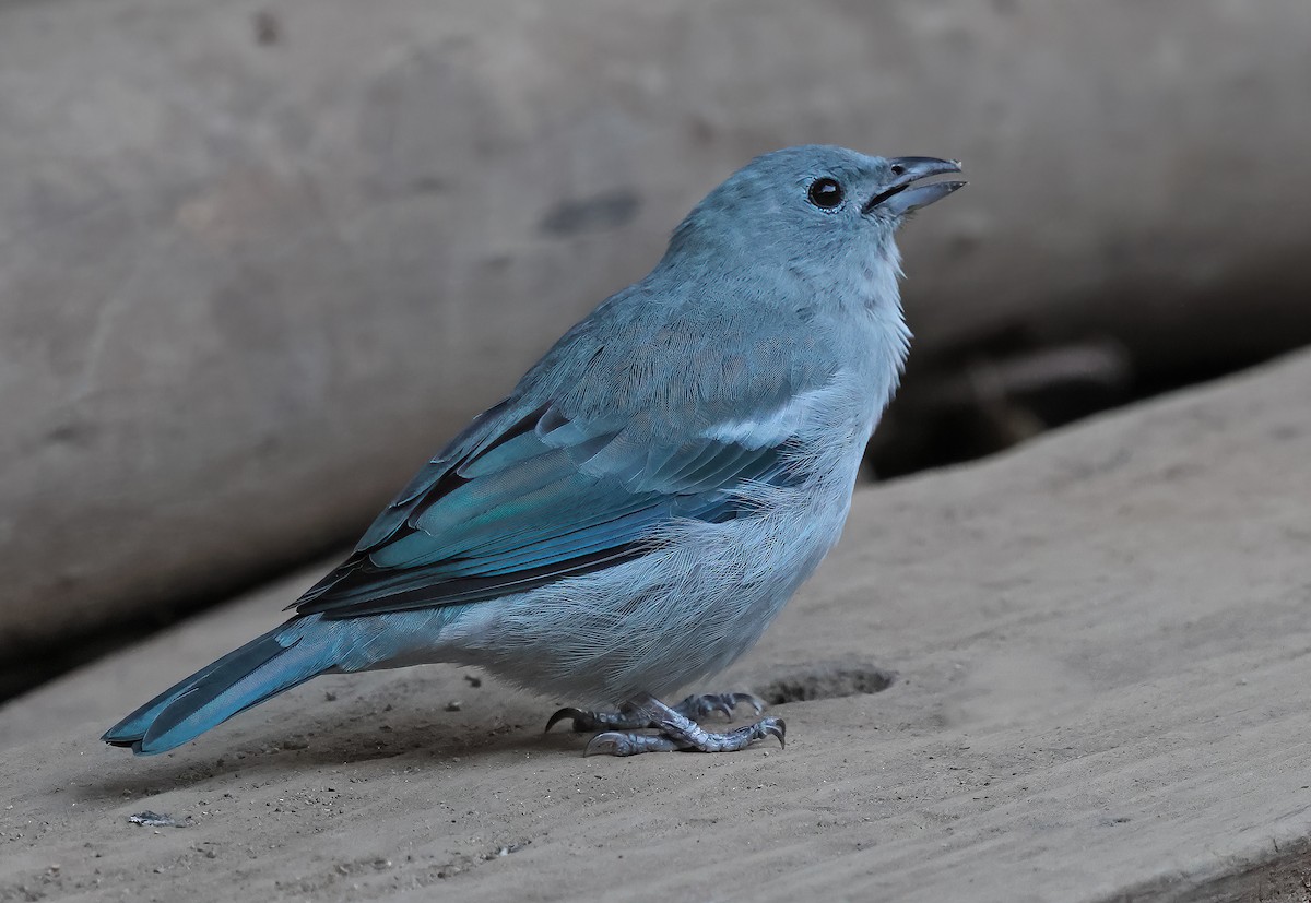 Blue-gray Tanager - ML619948882