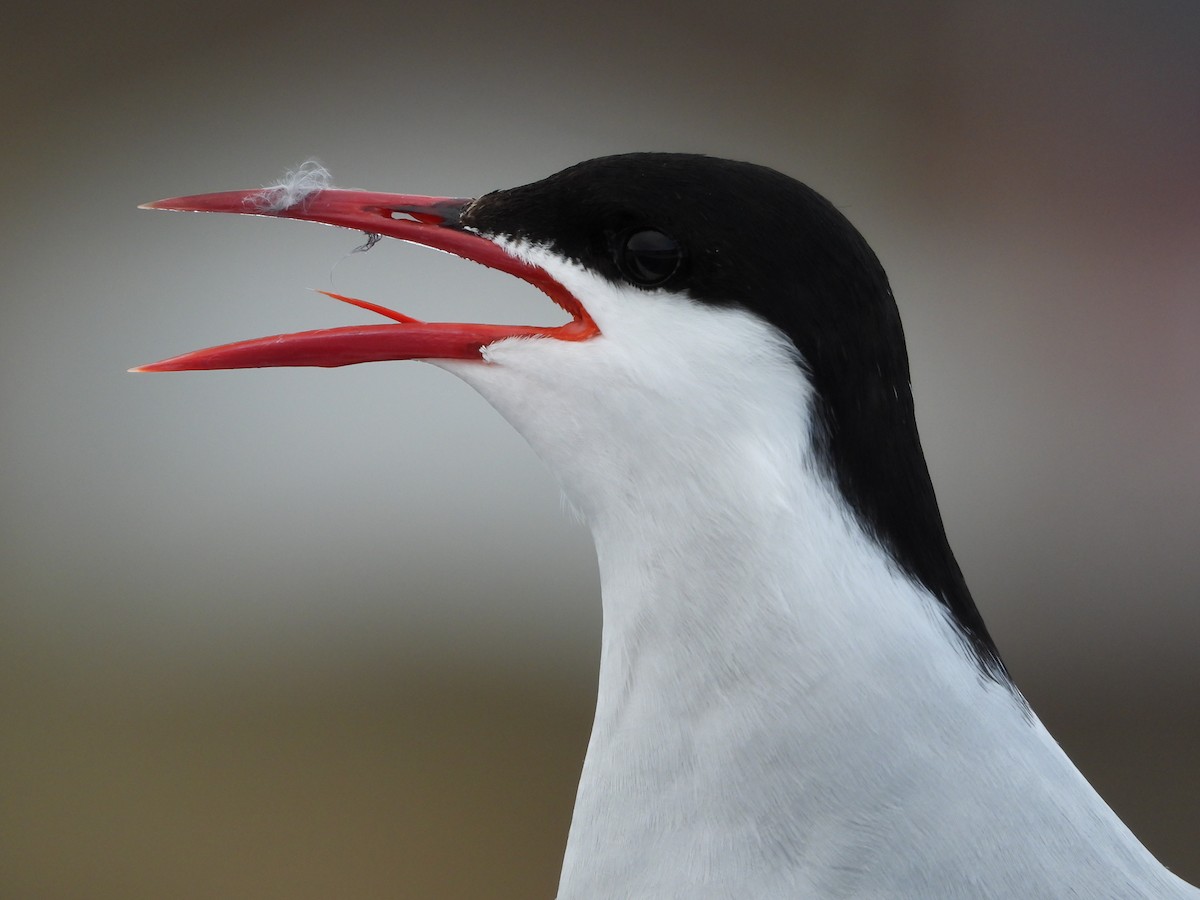 Arctic Tern - ML619948891