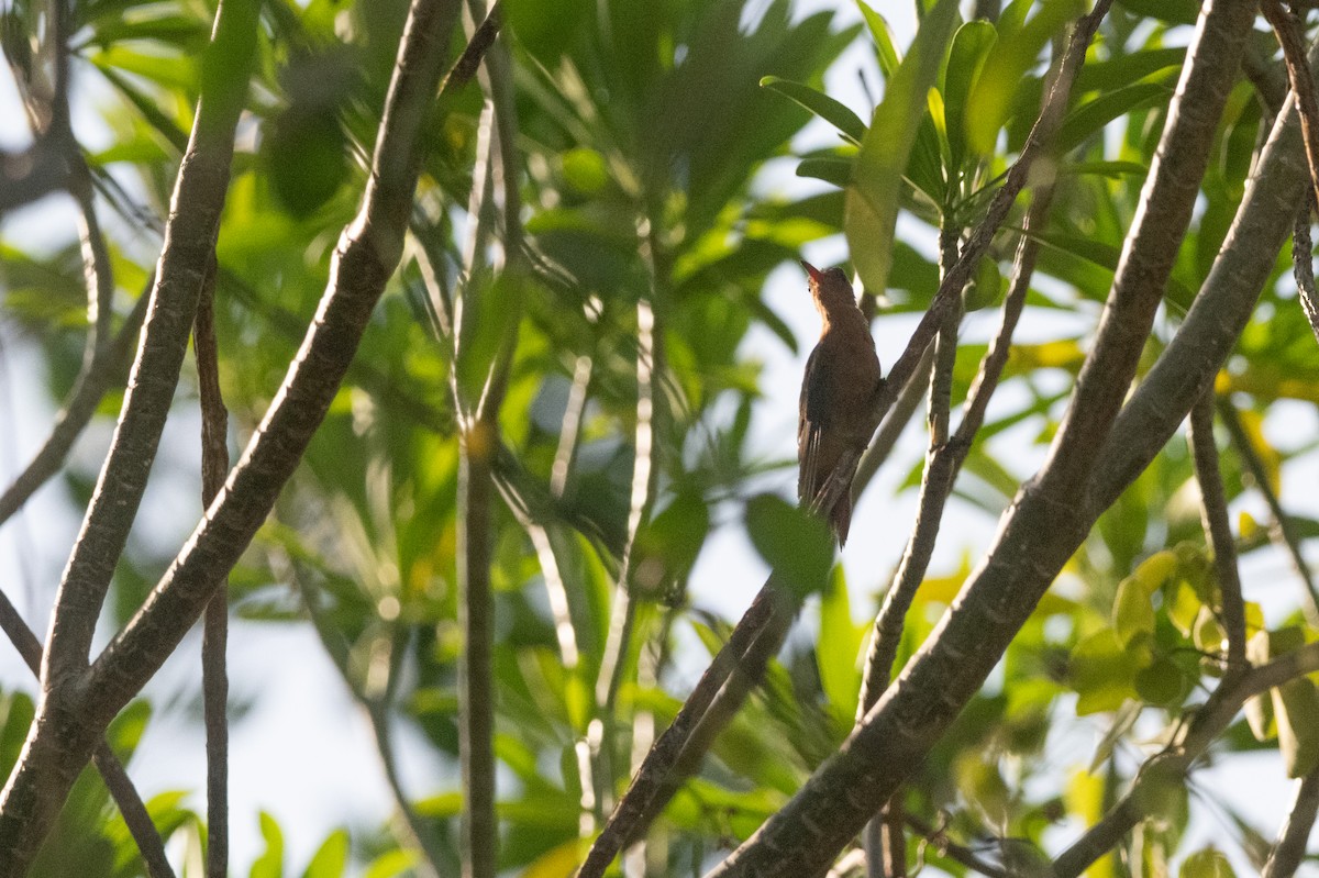 kolibřík ryšavý - ML619948898