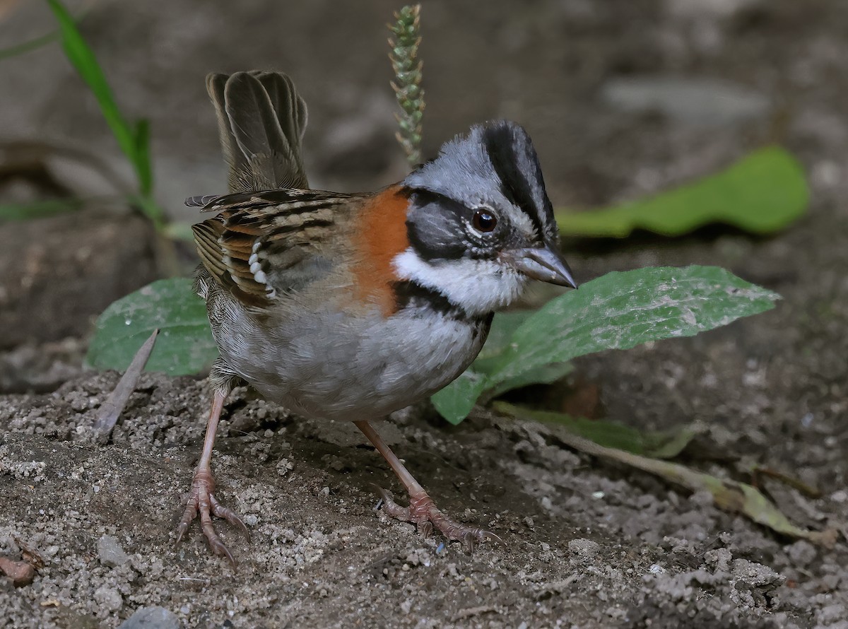 Rufous-collared Sparrow - ML619948904