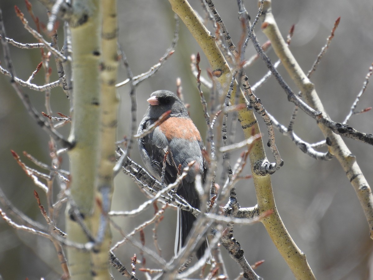 Dark-eyed Junco - ML619948906