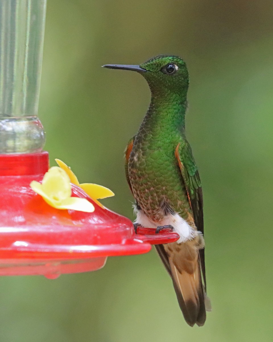 Buff-tailed Coronet - ML619948908