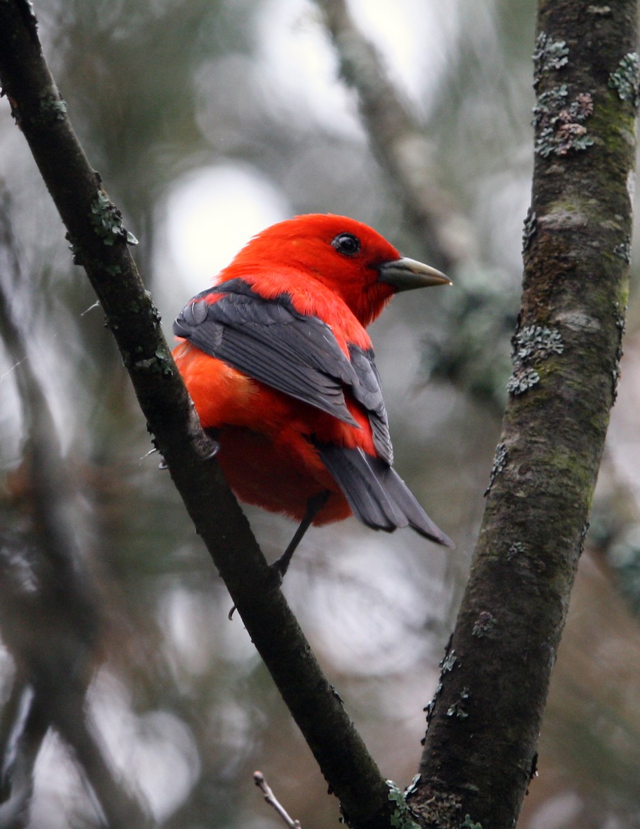 Scarlet Tanager - ML619948912