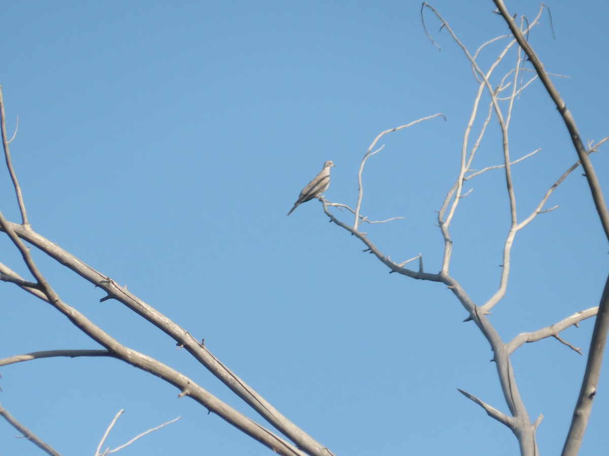 Eurasian Collared-Dove - ML619948932