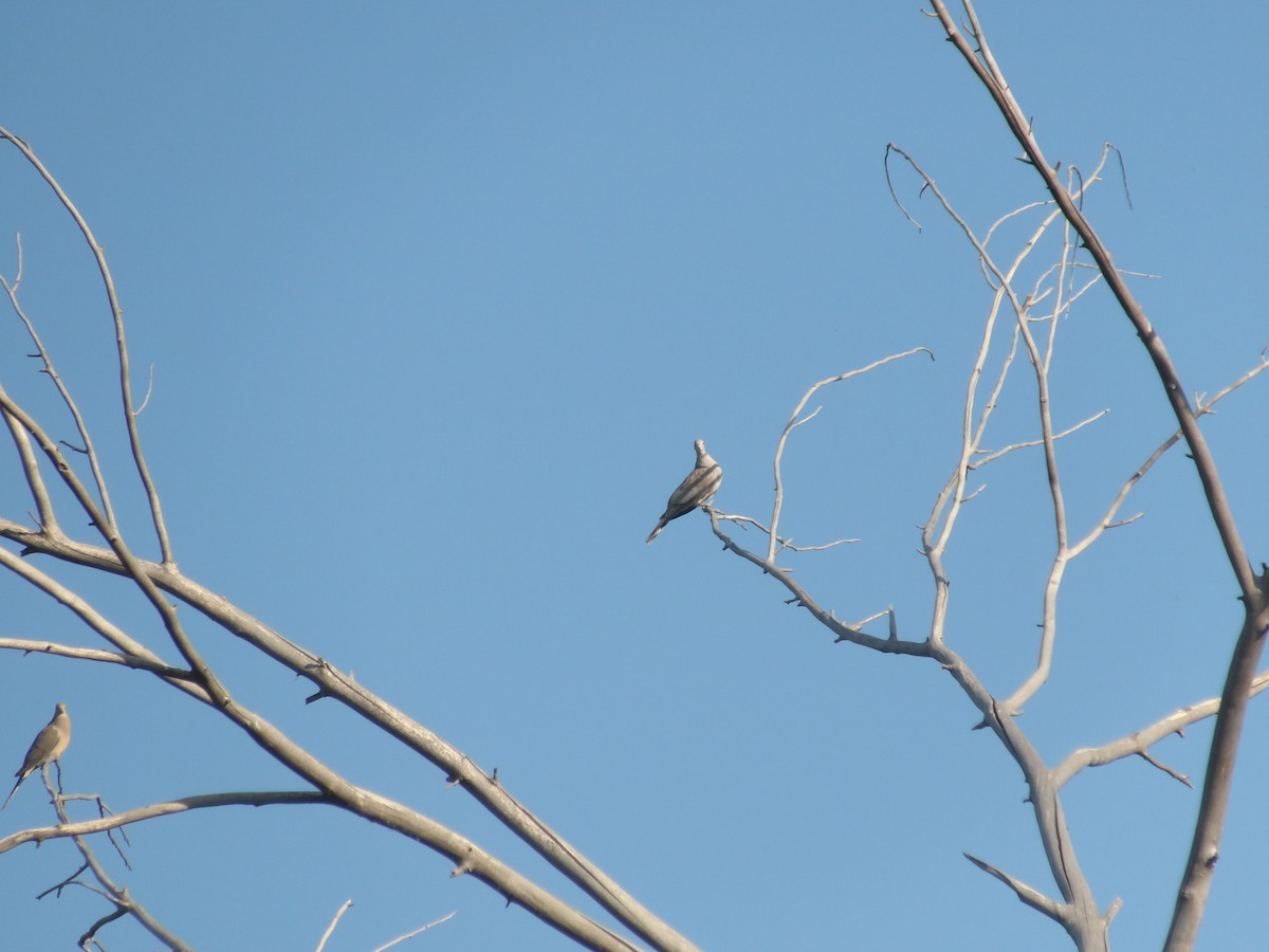 Eurasian Collared-Dove - ML619948966