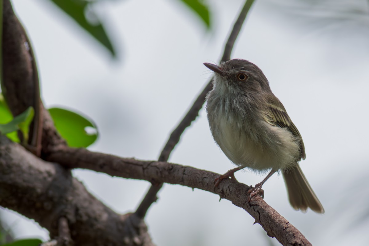 Pearly-vented Tody-Tyrant - ML619948969