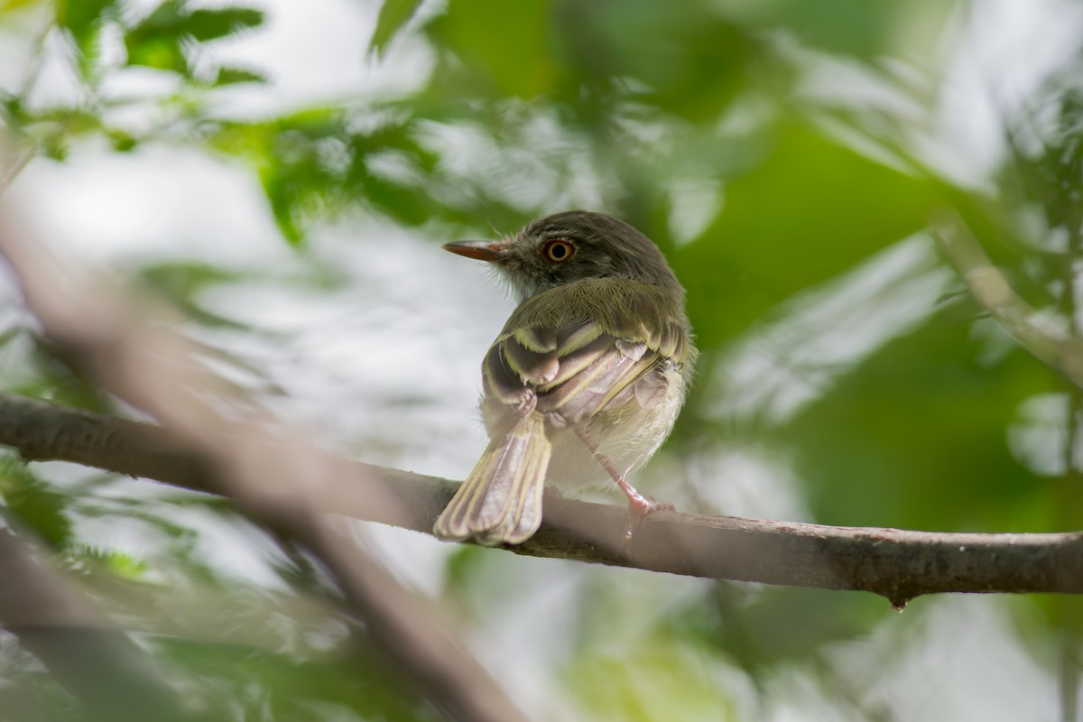 Pearly-vented Tody-Tyrant - ML619948970
