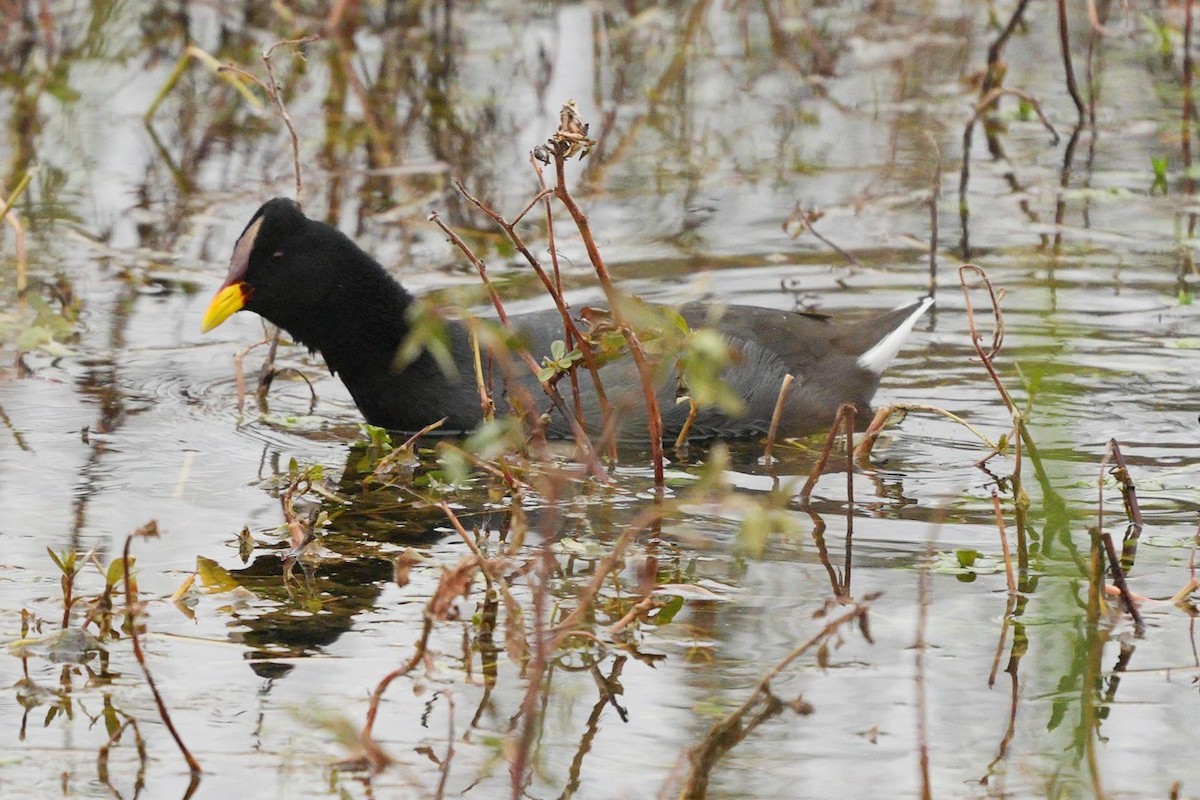 Red-fronted Coot - ML619948993