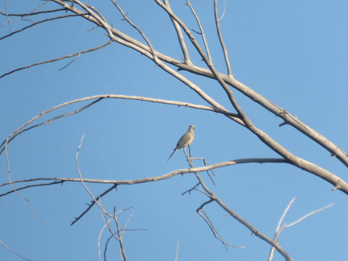 Mourning Dove - ML619948997