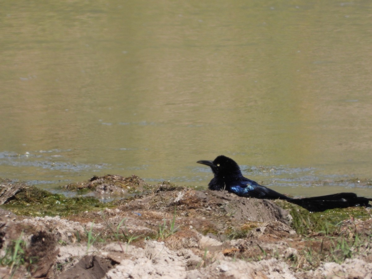 Great-tailed Grackle - ML619949006