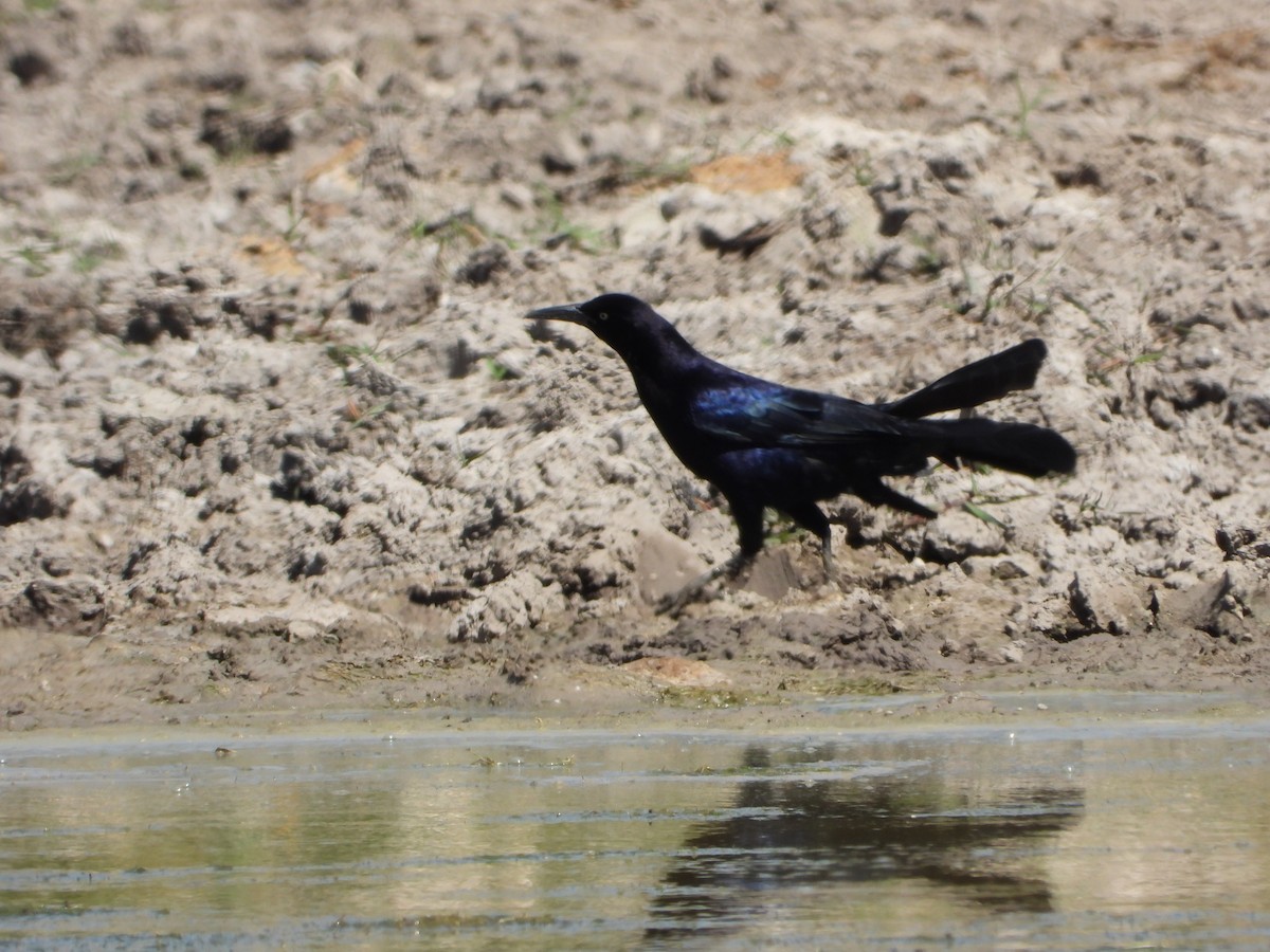 Great-tailed Grackle - ML619949008