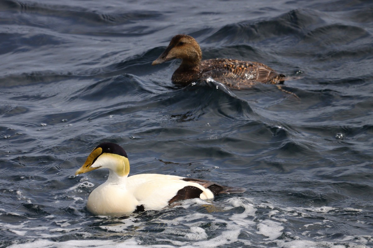 Eider arrunta - ML619949022