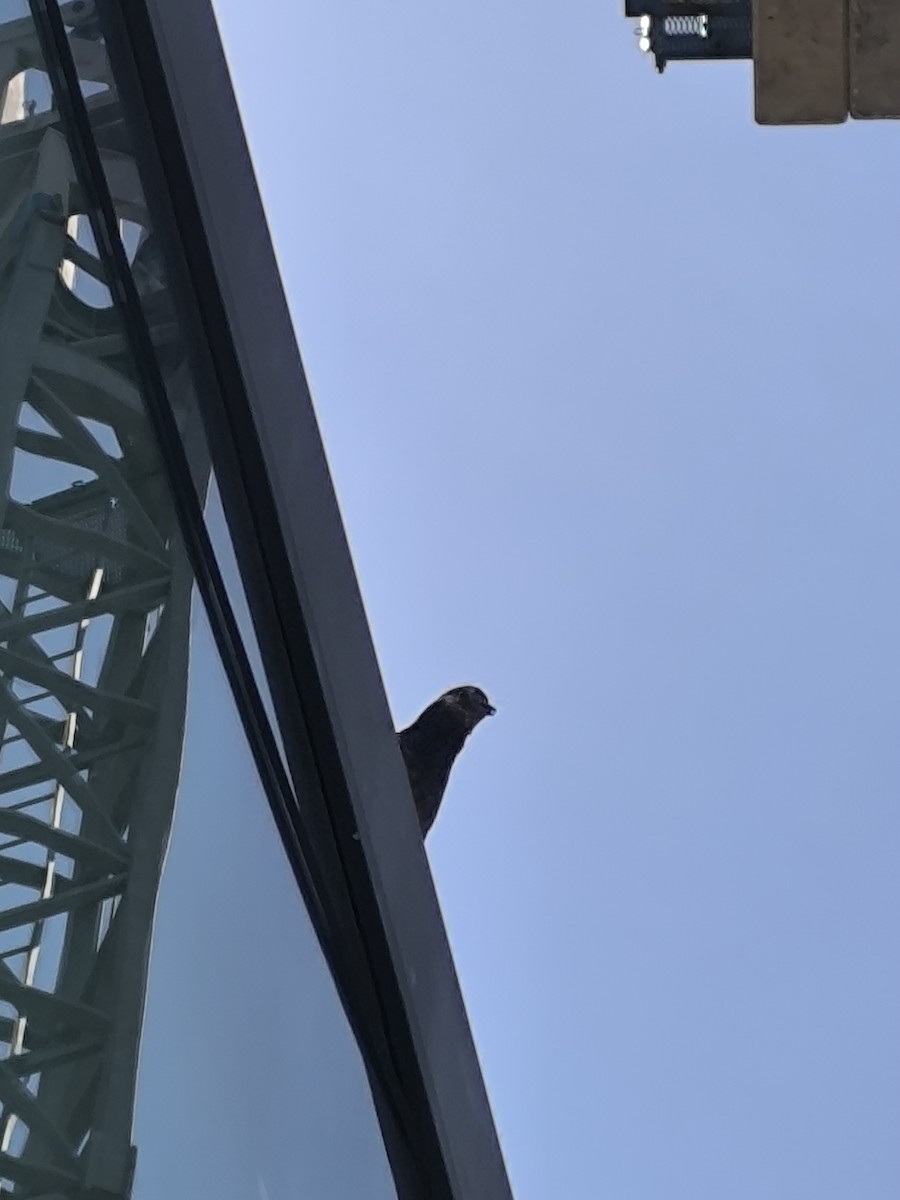 Rock Pigeon (Feral Pigeon) - ML619949024