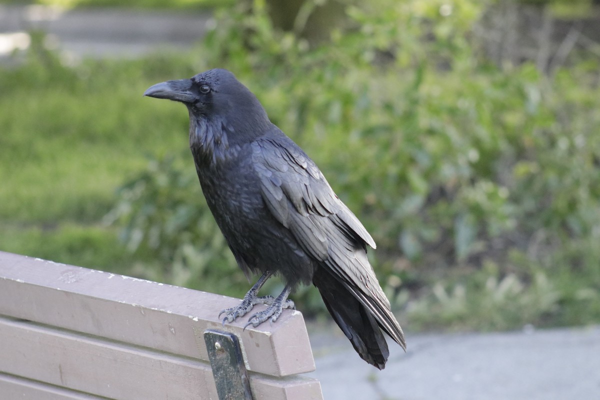 Common Raven - ML619949029
