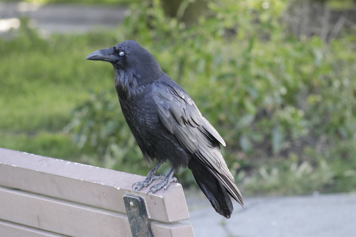 Common Raven - ML619949030
