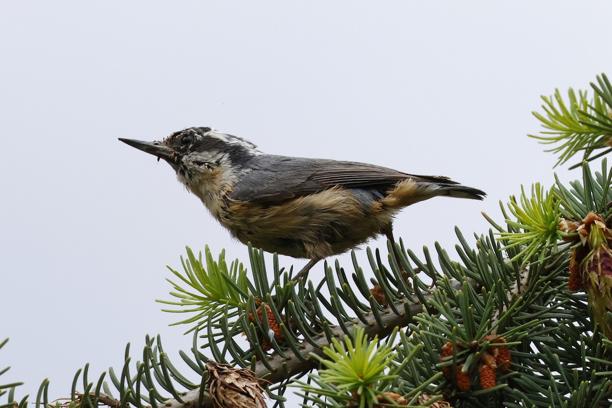 Red-breasted Nuthatch - ML619949038