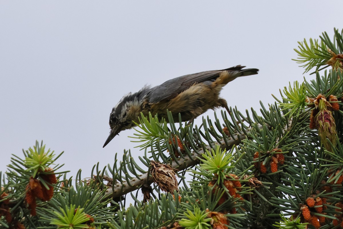 Red-breasted Nuthatch - ML619949039