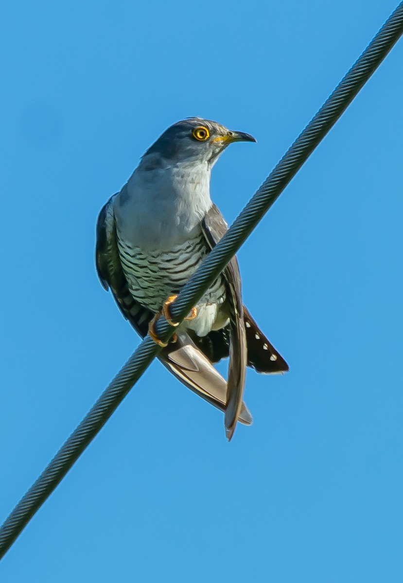 Common Cuckoo - ML619949060