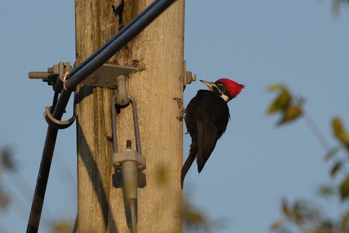 Black-bodied Woodpecker - ML619949068