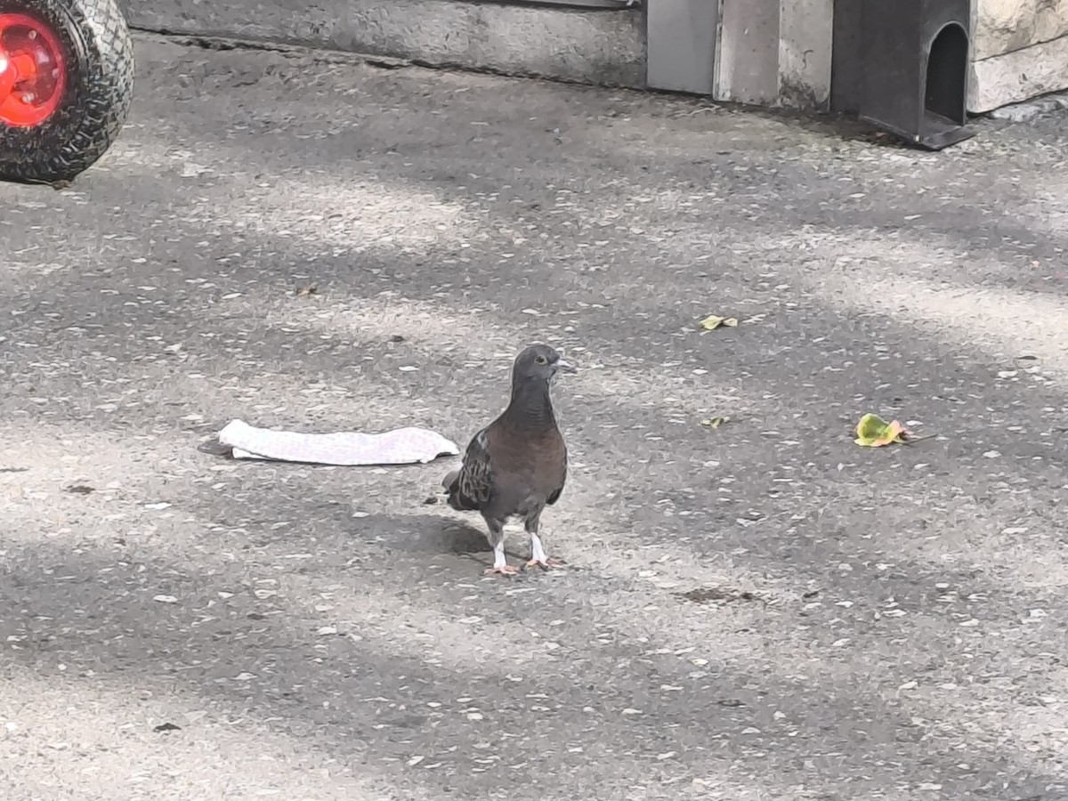 Rock Pigeon (Feral Pigeon) - ML619949074