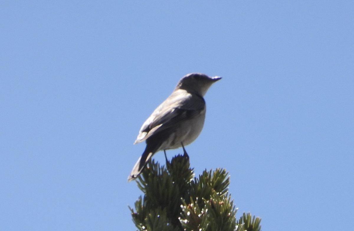 Townsend's Solitaire - ML619949075