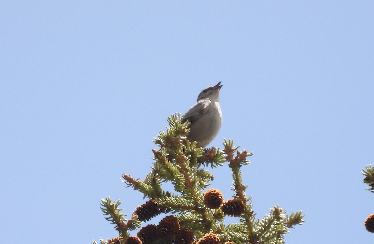 Townsend's Solitaire - ML619949076