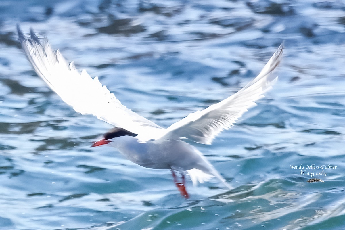 Common Tern - ML619949090