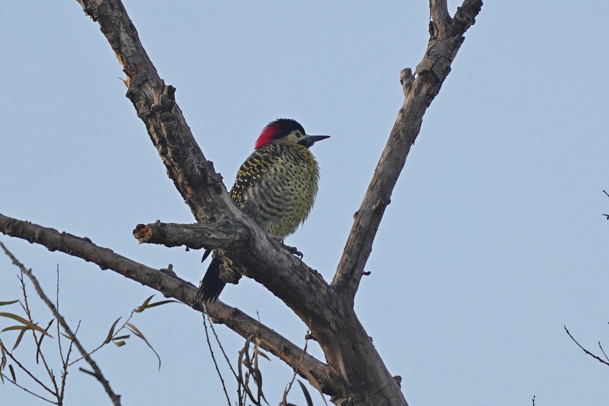 Green-barred Woodpecker - ML619949096