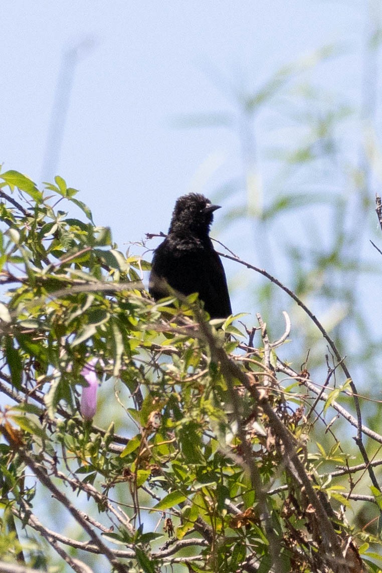 Unicolored Blackbird - ML619949101