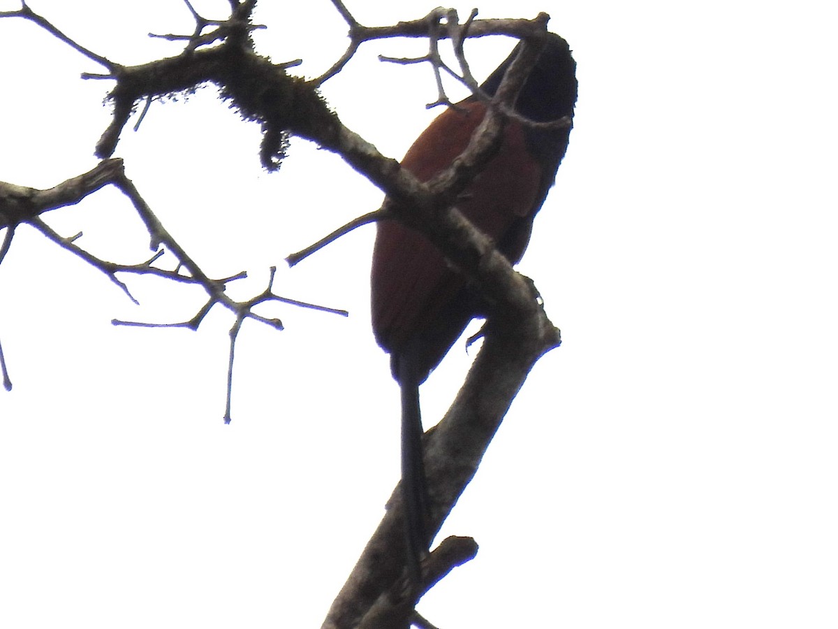 Greater Coucal - ML619949118