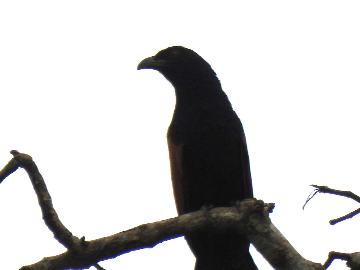Greater Coucal - ML619949119