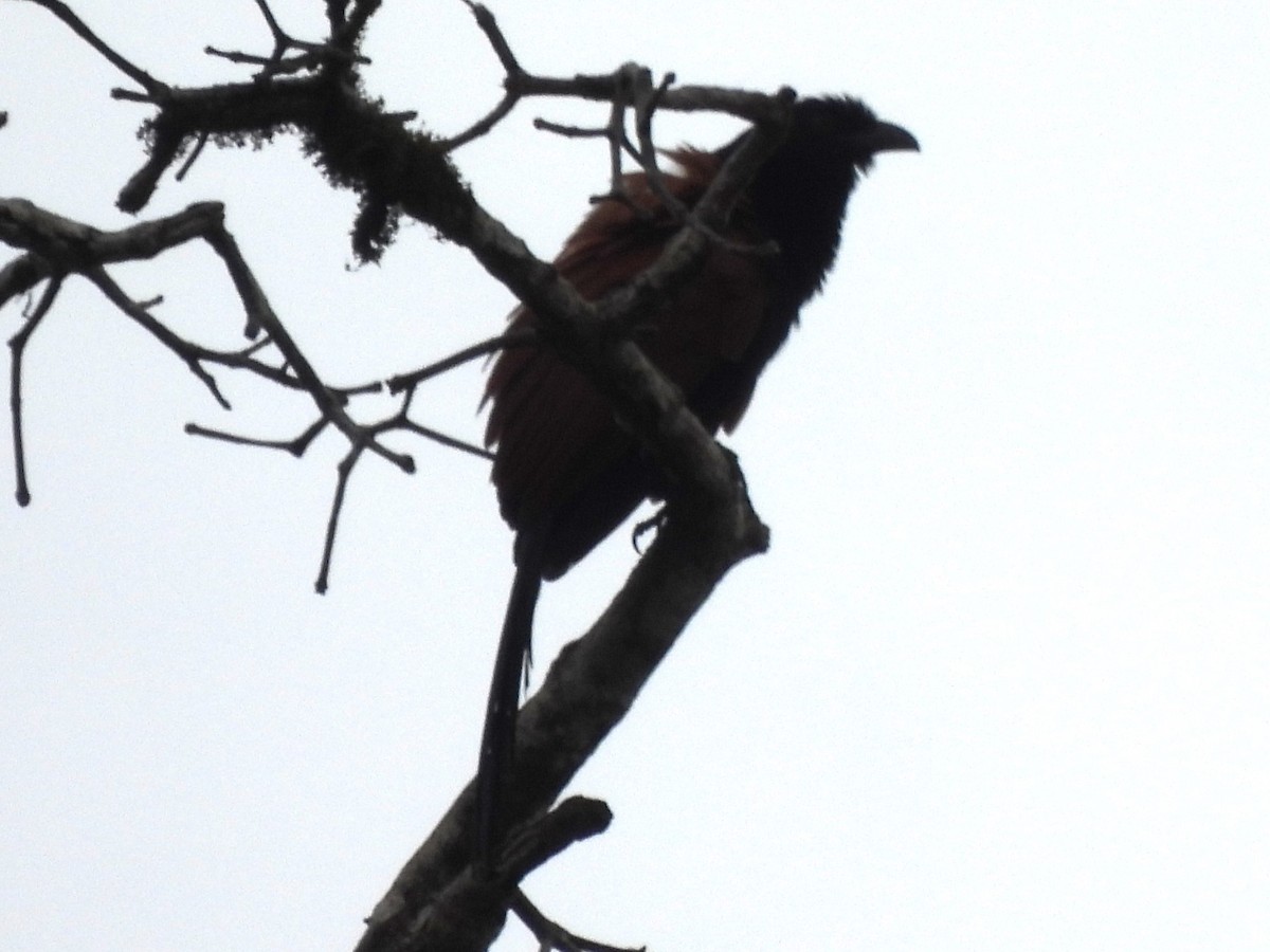 Greater Coucal - ML619949120