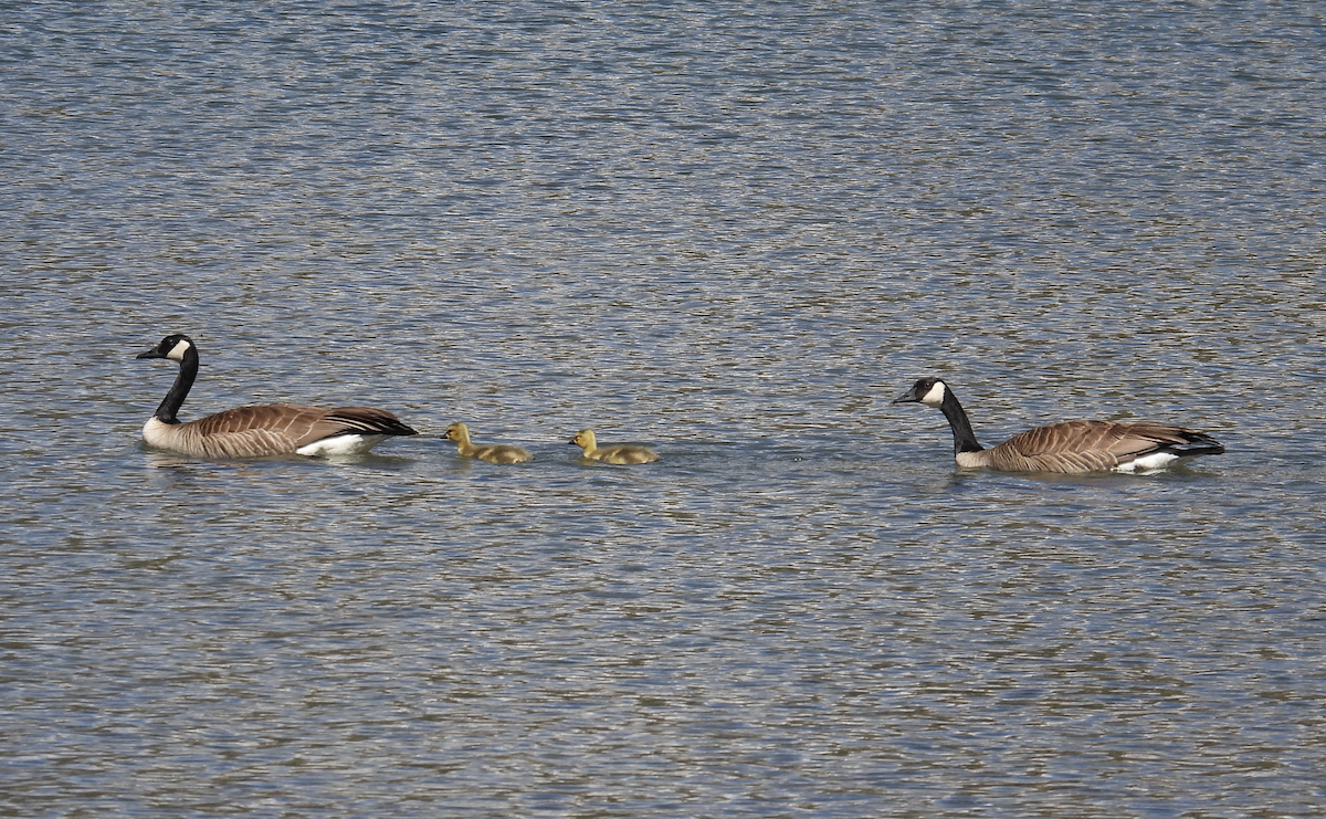 Canada Goose - ML619949133