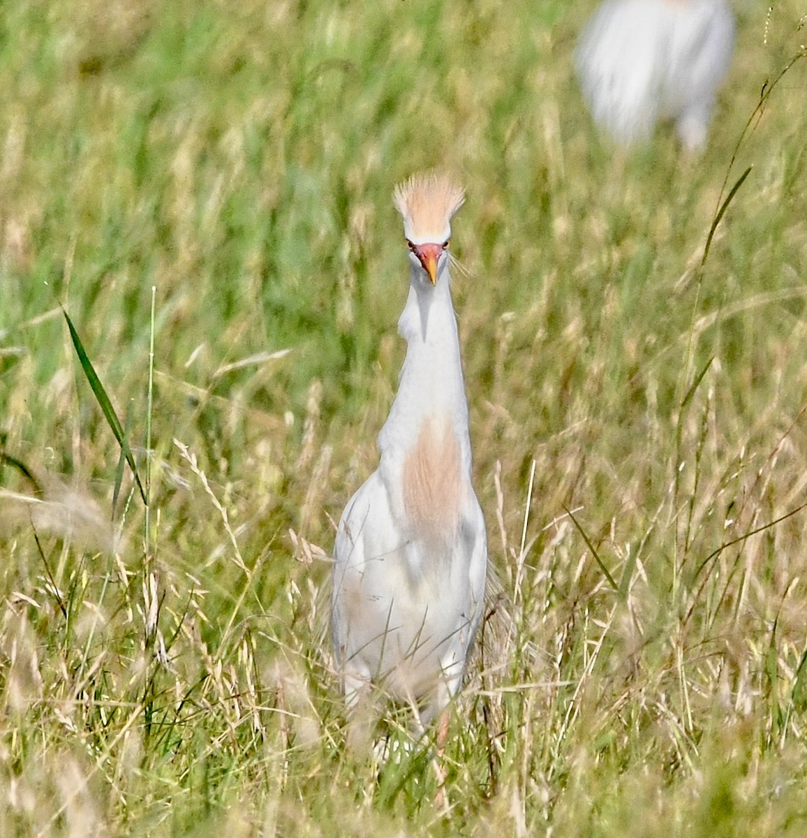 Египетская цапля (ibis) - ML619949137