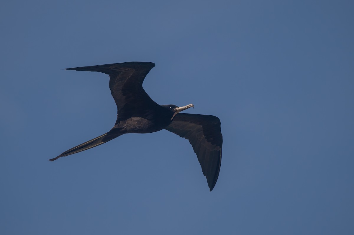 Magnificent Frigatebird - ML619949143