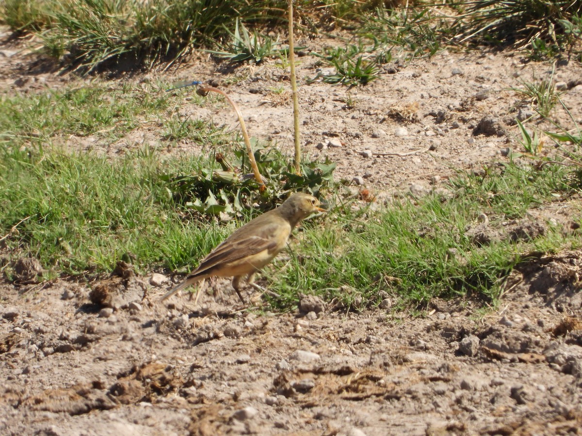 American Pipit - ML619949145