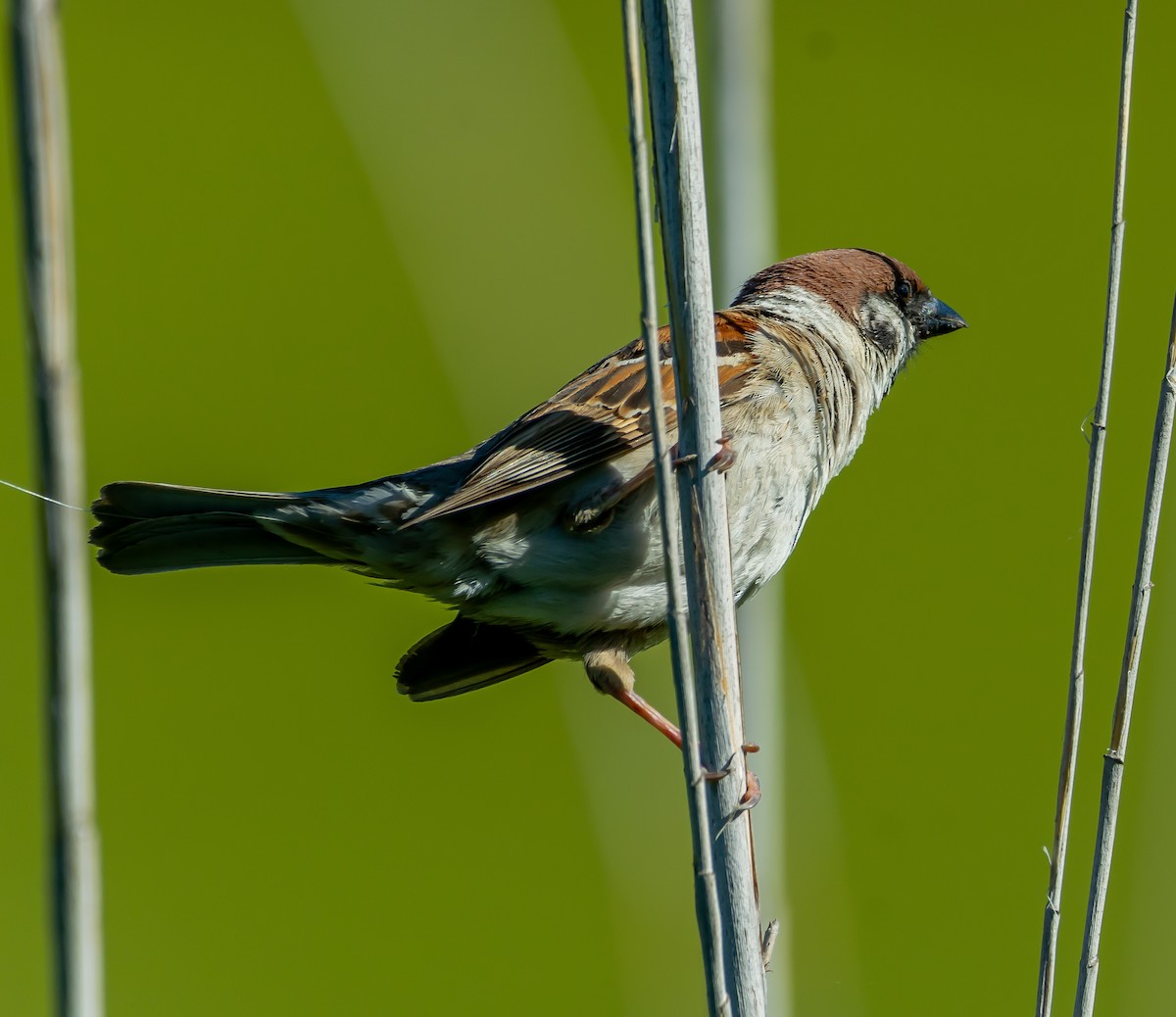 Eurasian Tree Sparrow - ML619949149