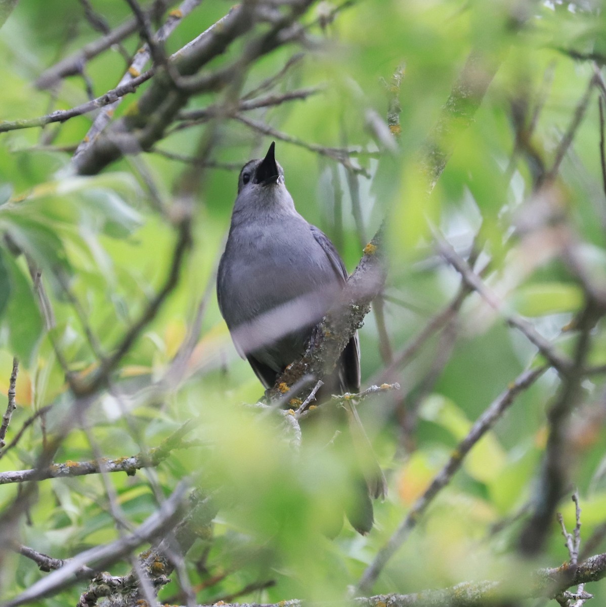 Gray Catbird - ML619949153