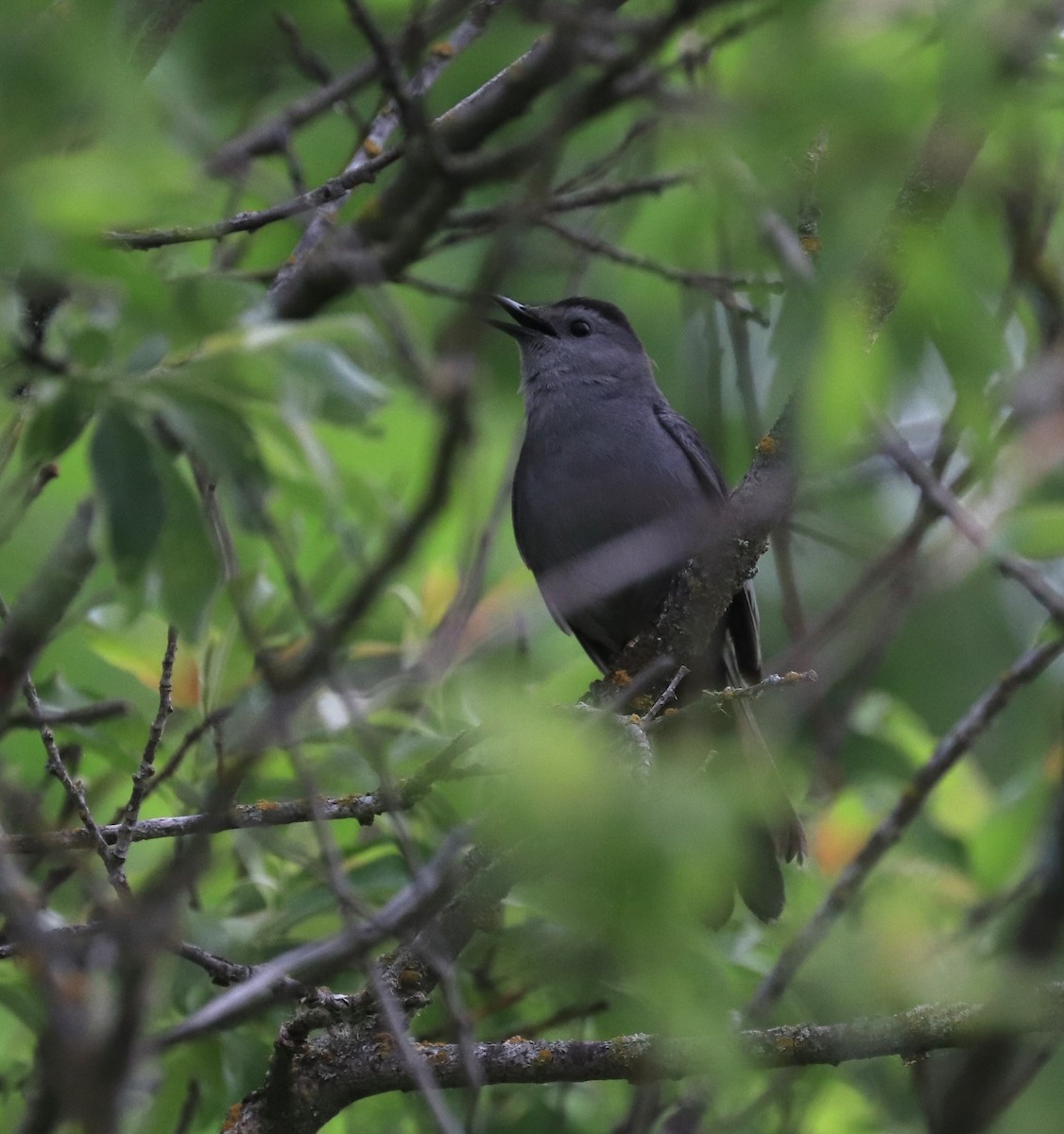 Gray Catbird - ML619949154